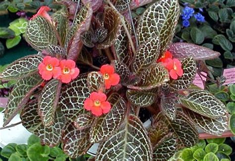 How to Grow and Care for Episcia Cupreata: The Vibrant Flame。